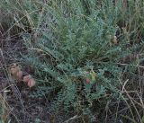 Astragalus physodes
