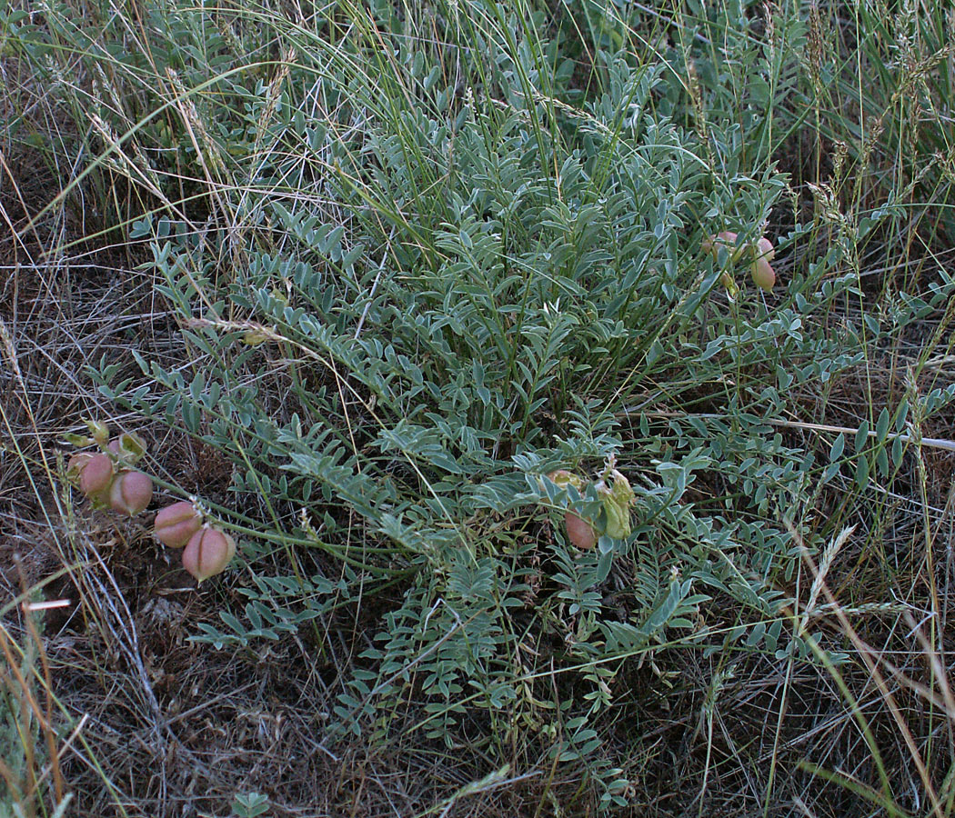 Изображение особи Astragalus physodes.