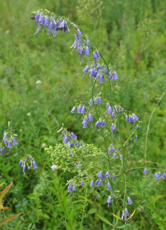 Изображение особи Adenophora verticillata.