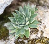 Draba siliquosa