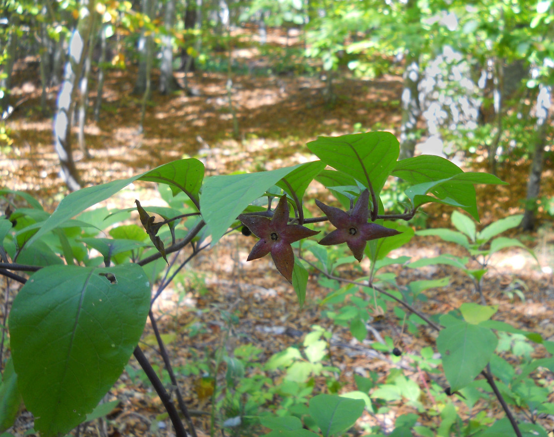 Image of Atropa bella-donna specimen.