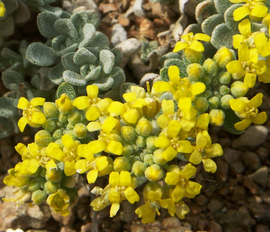 Image of Odontarrhena litvinovii specimen.