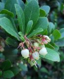 Arbutus unedo