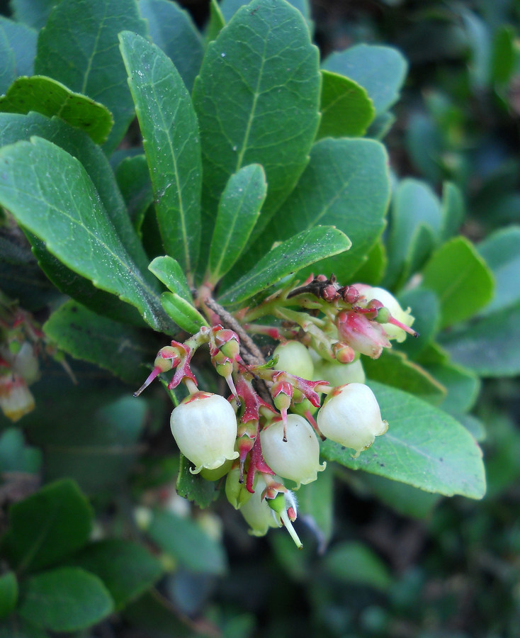 Image of Arbutus unedo specimen.