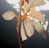 Hydrangea quercifolia. Верхушка веточки с побегами (у листьев видна их обратная сторона). Германия, г. Кемпен, в парке. 11.11.2012.