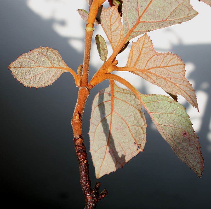 Image of Hydrangea quercifolia specimen.