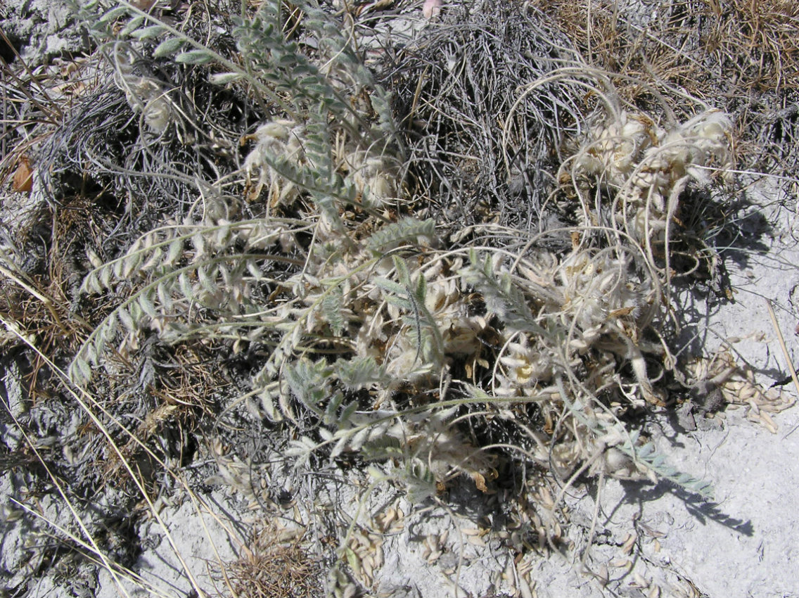 Изображение особи Astragalus testiculatus.