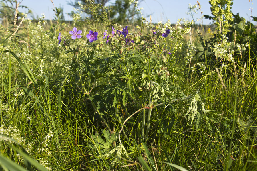 Изображение особи Geranium pratense.