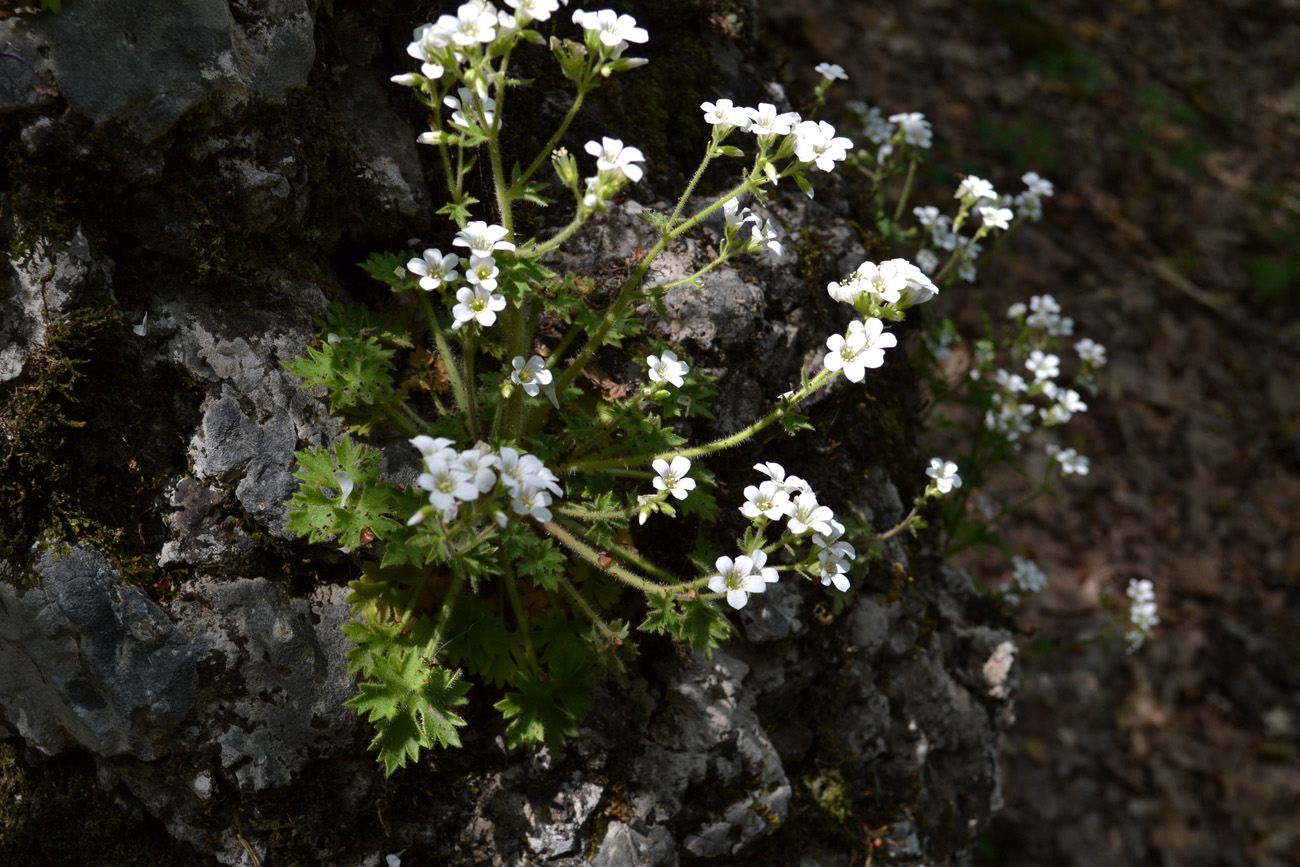 Изображение особи Saxifraga irrigua.