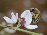 Image of taxon representative. Author is Gideon Pisanty