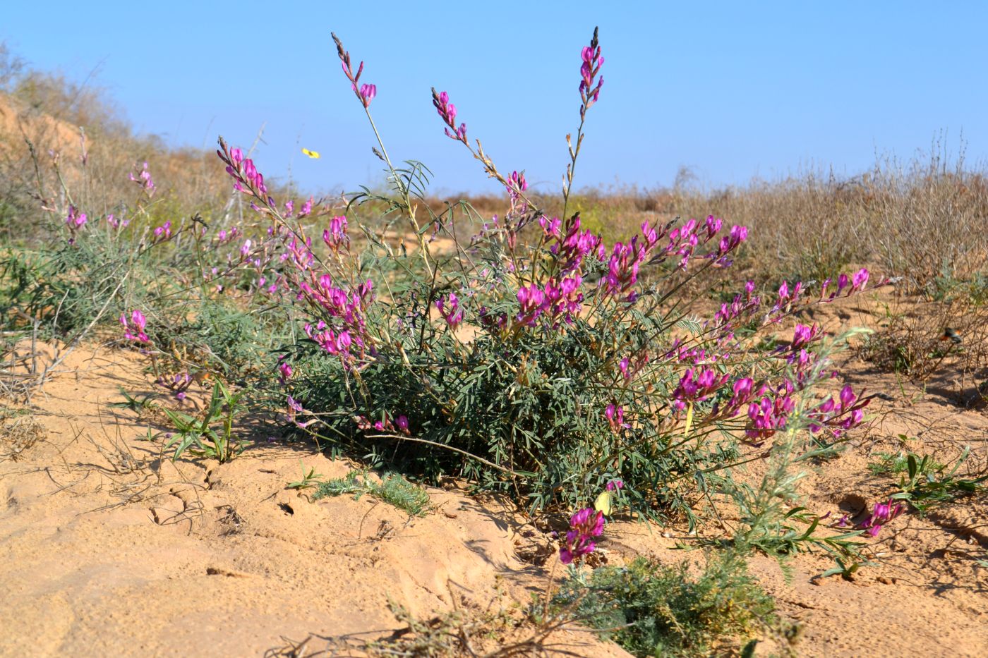 Изображение особи Astragalus varius.