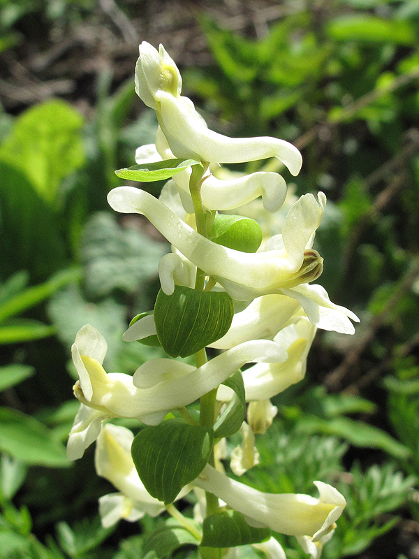 Изображение особи Corydalis marschalliana.