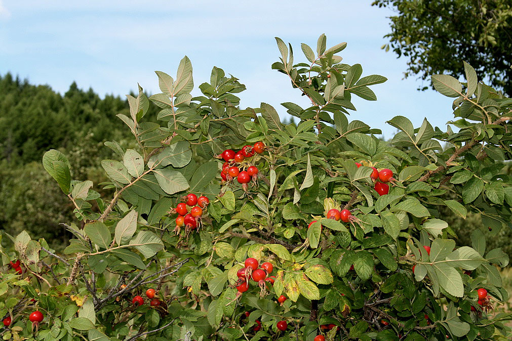 Image of Rosa rugosa specimen.