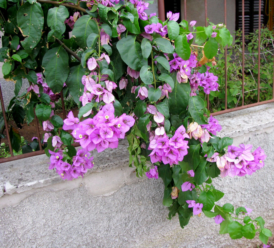 Изображение особи Bougainvillea glabra.