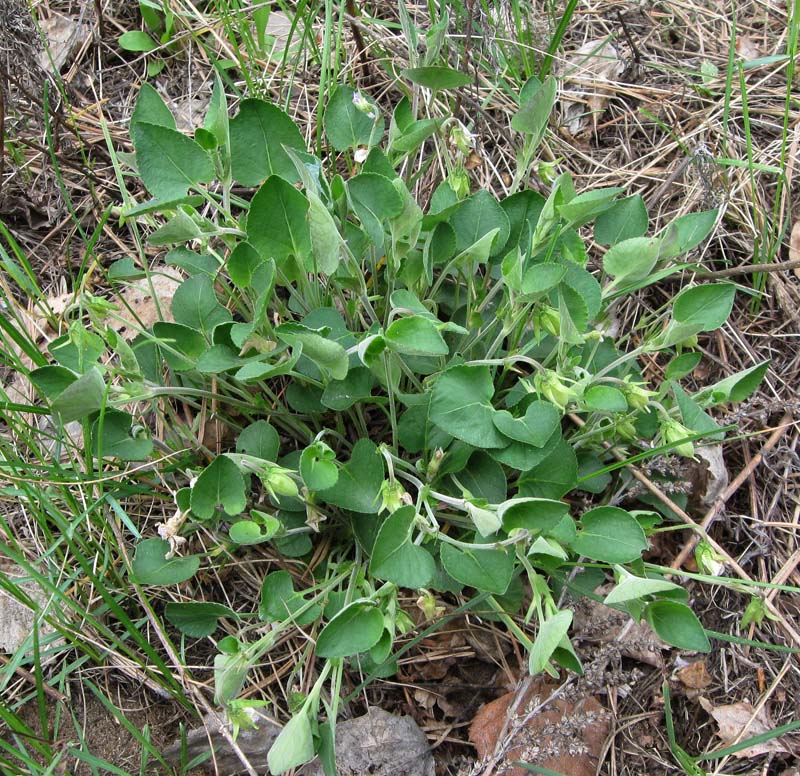 Изображение особи Viola rupestris.