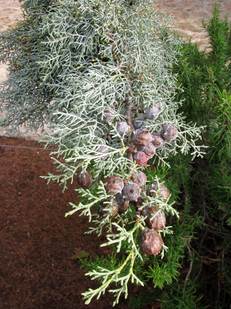 Image of Cupressus arizonica specimen.