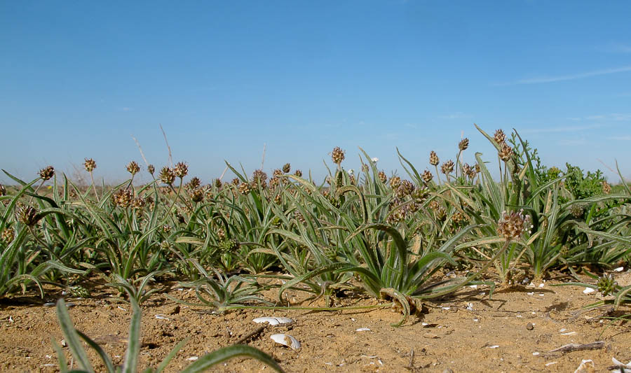 Изображение особи Plantago ovata.