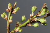 род Prunus