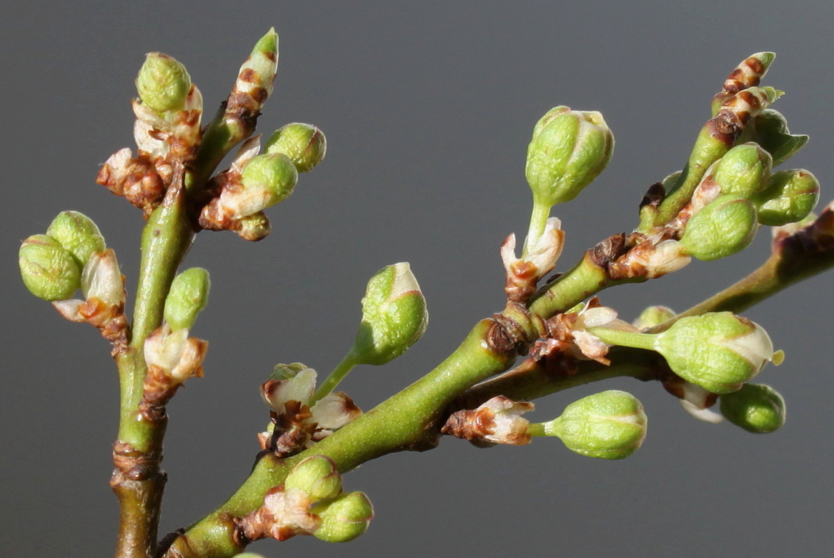 Изображение особи род Prunus.