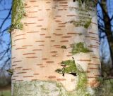 genus Betula. Часть ствола. Германия, г. Кемпен, в городском саду. 05.03.2013.