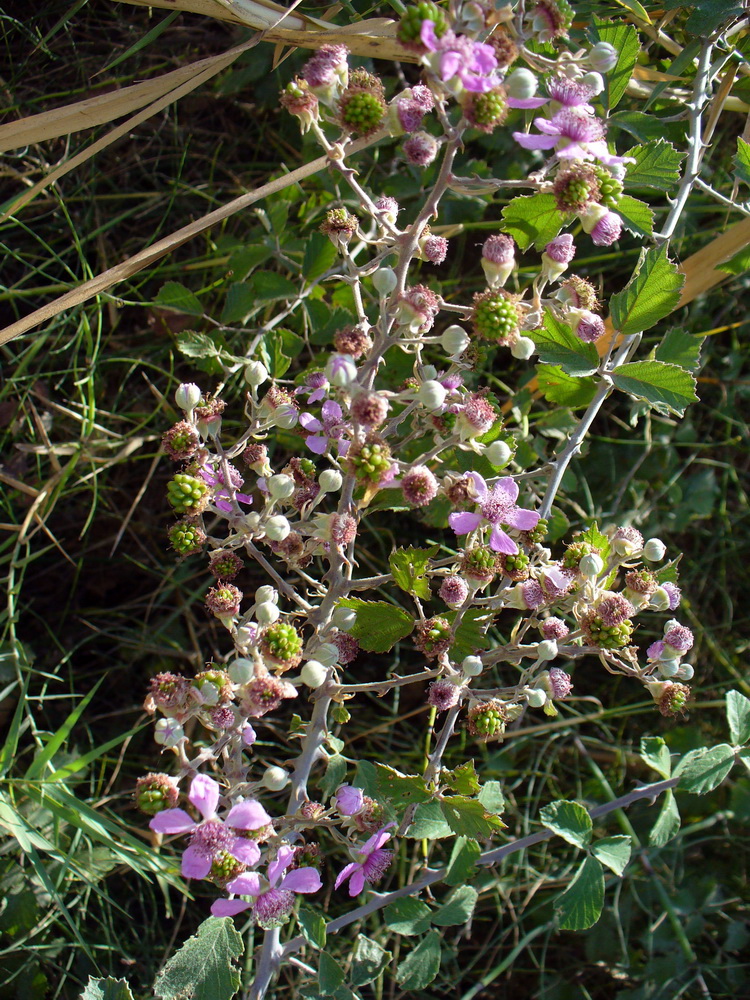 Изображение особи Rubus sanctus.