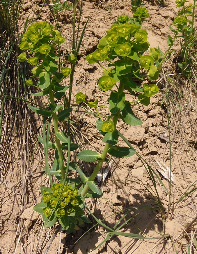 Изображение особи Euphorbia agraria.