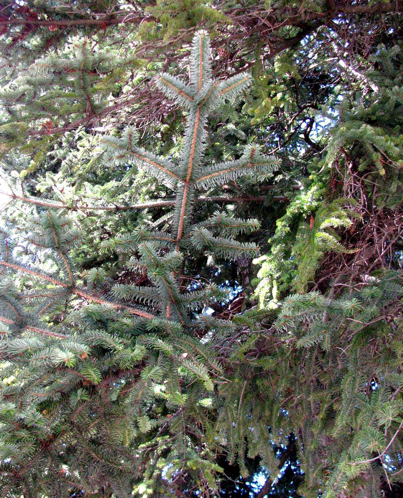 Image of Abies nordmanniana specimen.