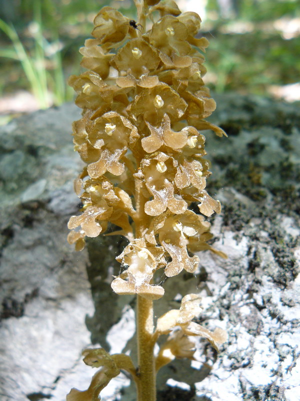 Image of Neottia nidus-avis specimen.