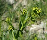 Rorippa austriaca. Верхушка зацветающего растения. Краснодарский край, Кущёвский р-н, станица Шкуринская, нарушенное местообитание. 08.05.2013.