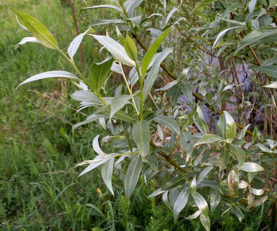 Изображение особи Salix alba.