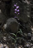 Cephalanthera rubra