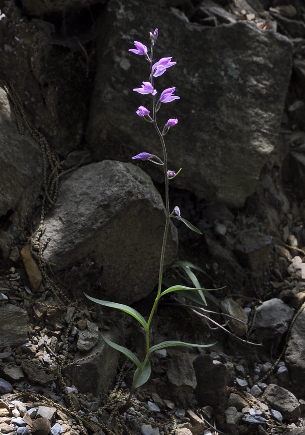 Изображение особи Cephalanthera rubra.