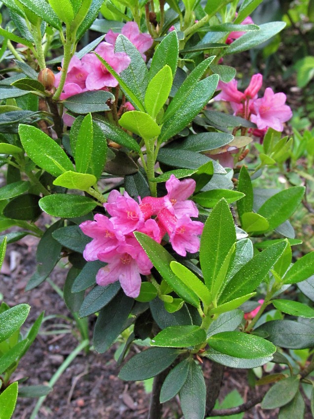 Image of Rhododendron kotschyi specimen.