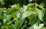 Tilia cordata