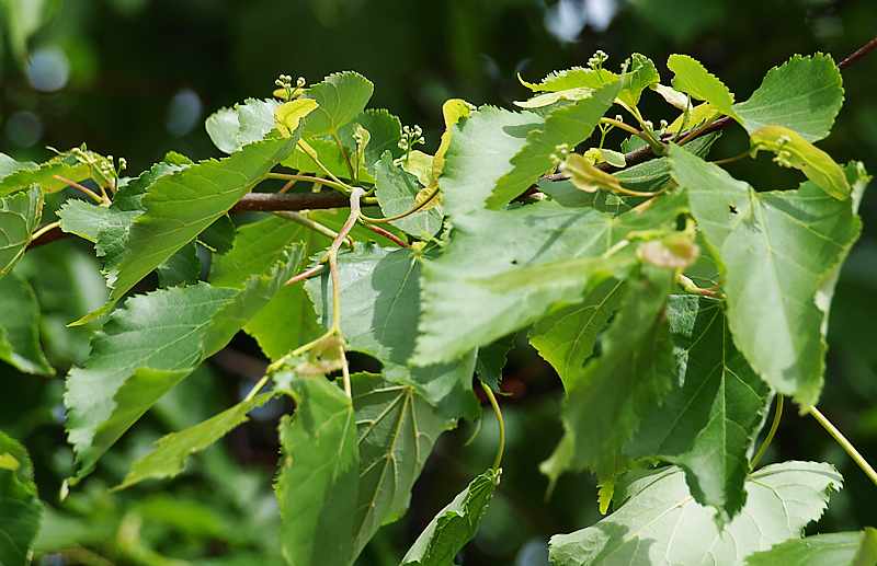 Image of Tilia cordata specimen.