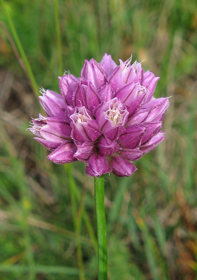 Image of Allium jajlae specimen.