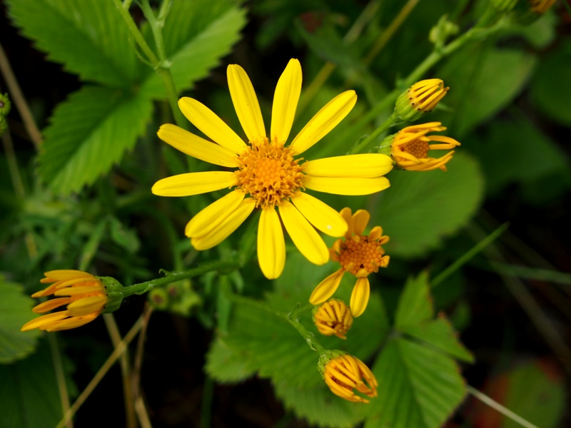 Изображение особи Senecio jacobaea.