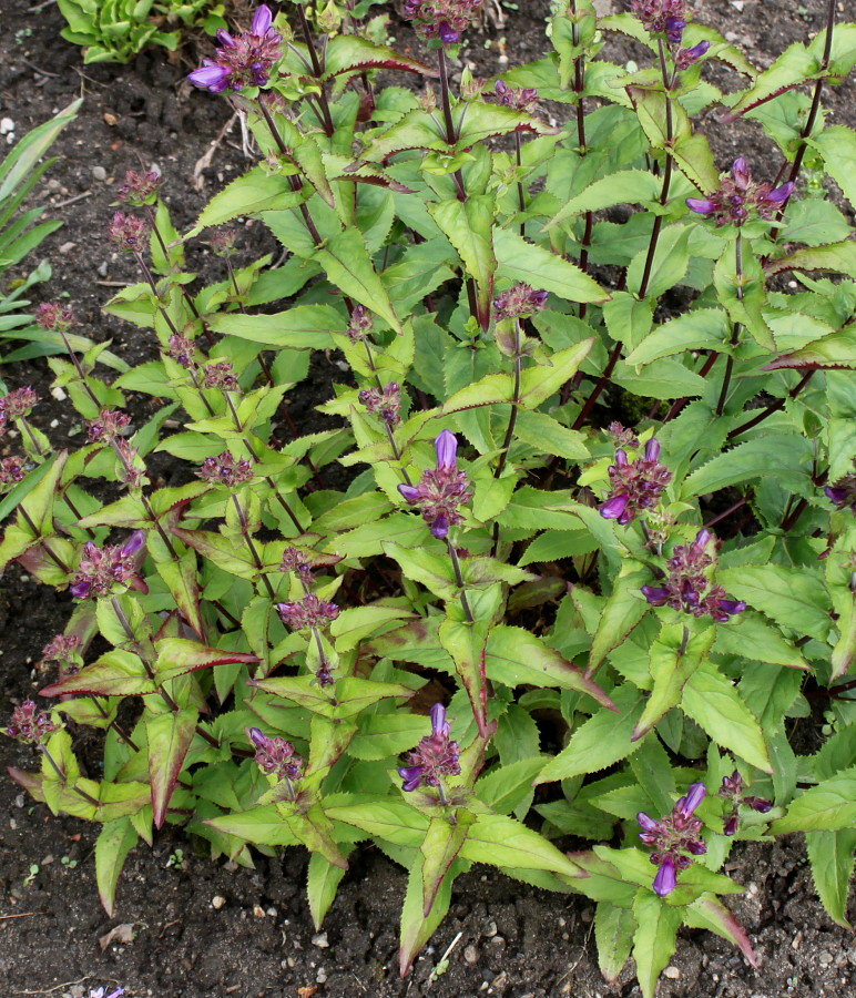 Изображение особи Penstemon serrulatus.