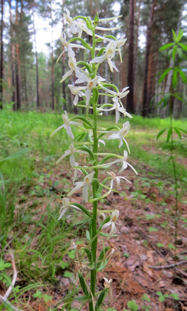 Изображение особи Platanthera bifolia.