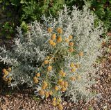 Santolina chamaecyparissus