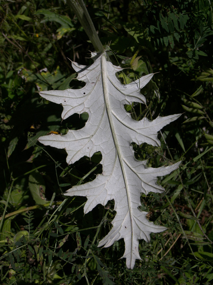 Image of Cirsium chlorocomos specimen.