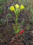 Oenothera rubricaulis