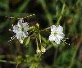 Commicarpus plumbagineus