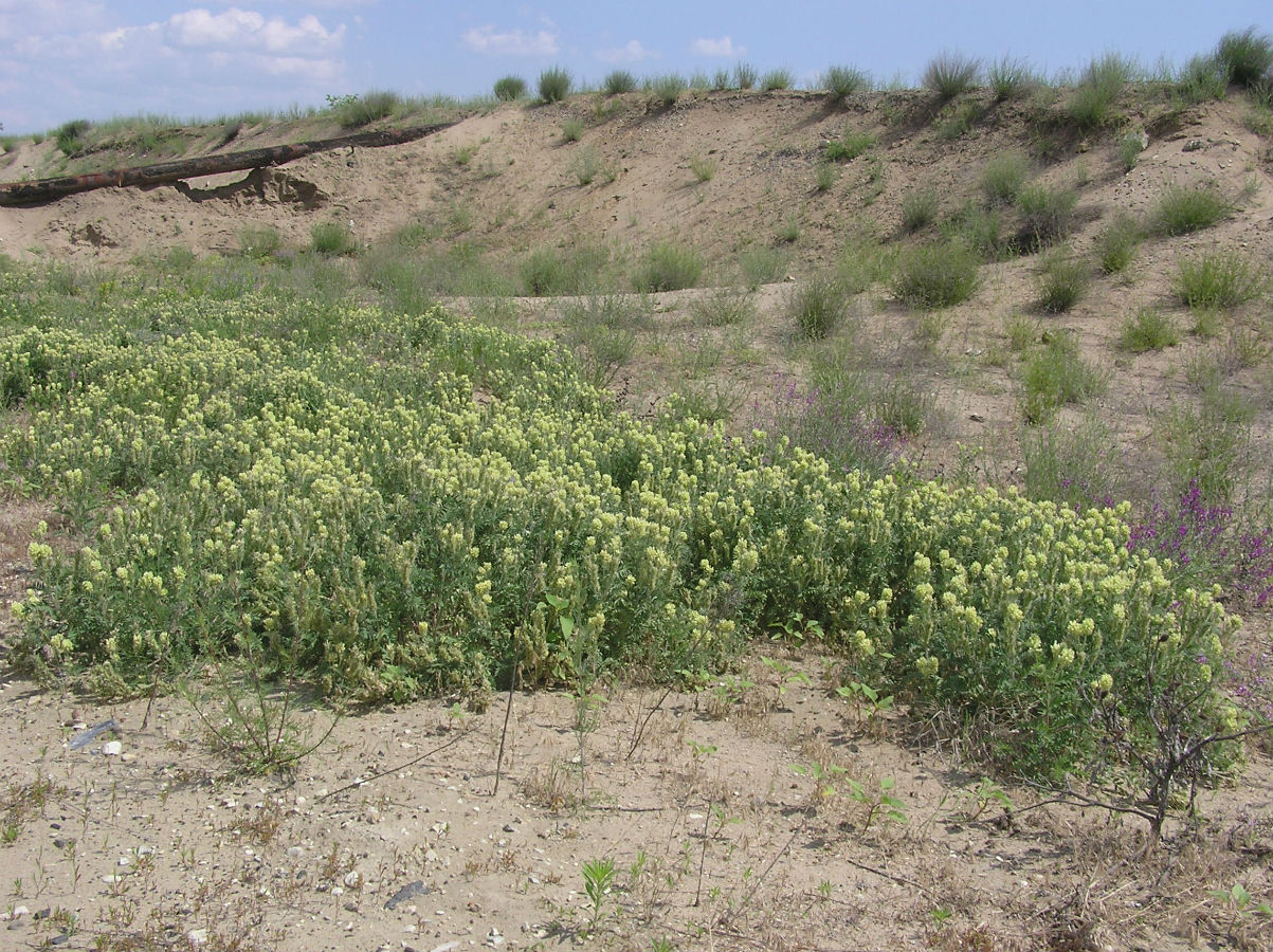 Изображение особи Oxytropis pilosa.