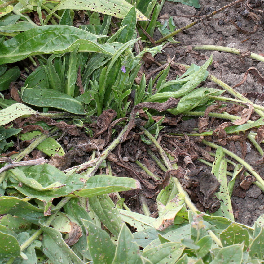 Image of Pseudomertensia echioides specimen.