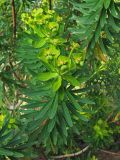 Euphorbia dendroides. Побег с соцветиями и формирующимися плодами. Испания, Канарские острова, Тенерифе, ботанический сад в Пуэрто-де-ла-Крус. 6 марта 2008 г.