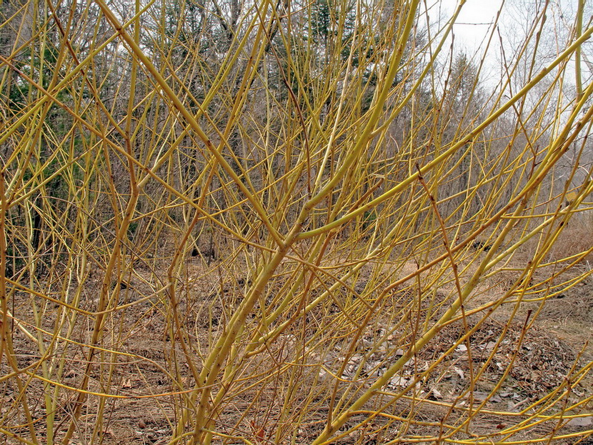 Image of Salix nipponica specimen.