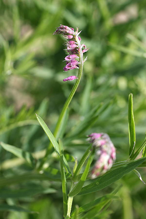 Изображение особи Vicia tenuifolia.