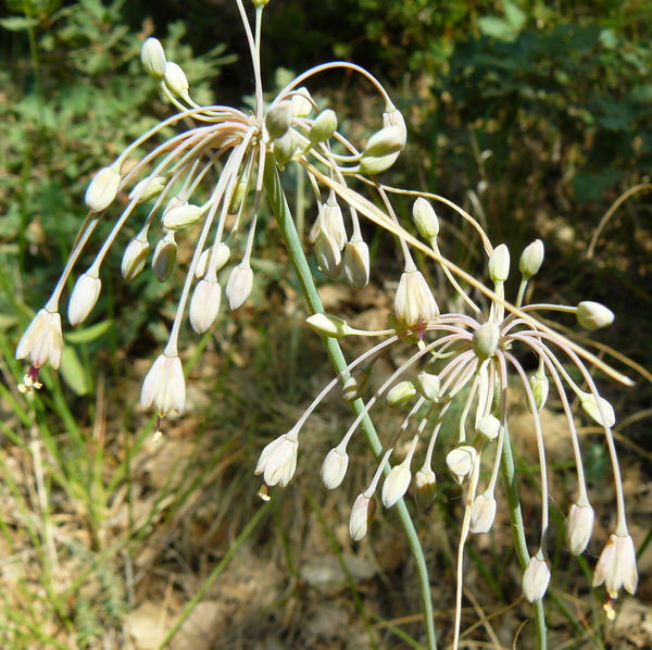 Изображение особи Allium paczoskianum.