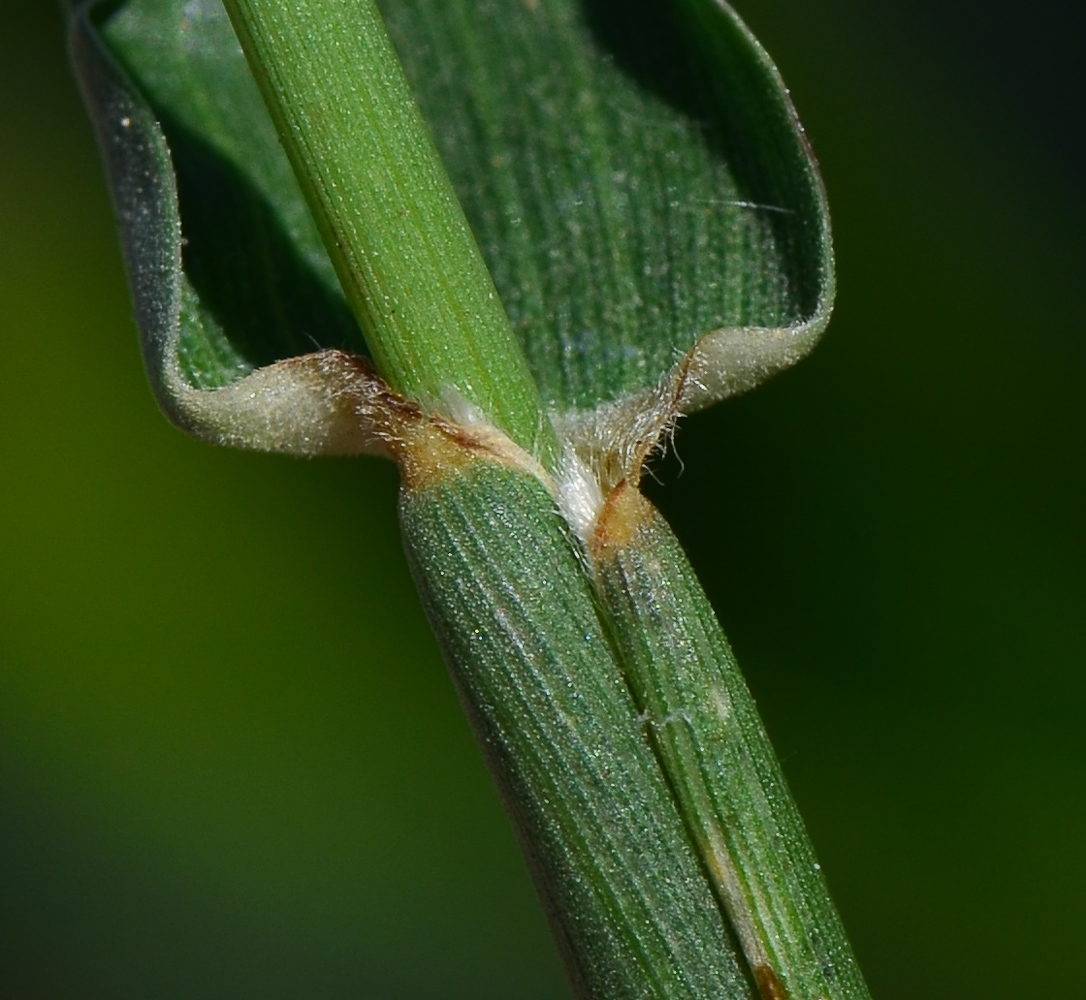 Изображение особи Cenchrus echinatus.